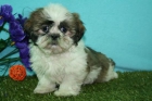 Tu shih tzu oportunidad - mejor precio | unprecio.es