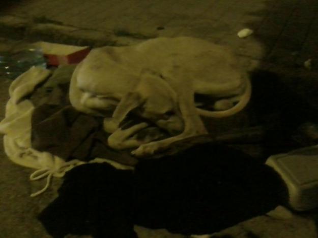 Urgentisimo! Galgo en la calle!! sevilla