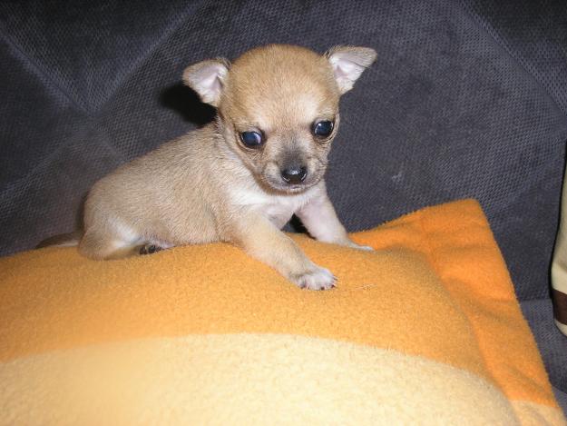 VENDO CACHORROS CHIHUAHUAS MINIS