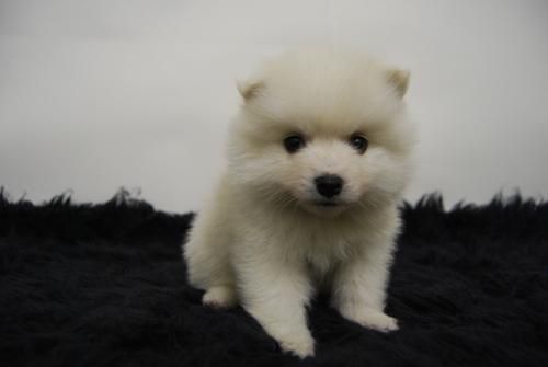 ****** CACHORRETES DE POMERANIA ******