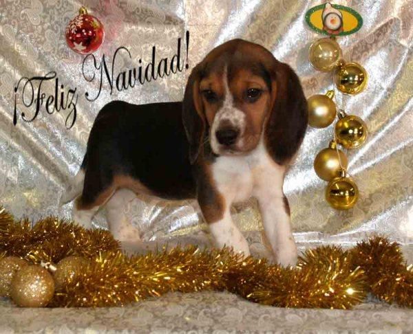 Beagle, espectaculares cachorros