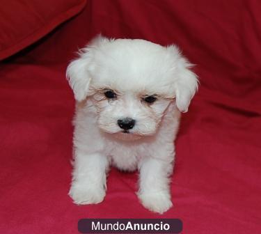 Bichon Maltes 300€