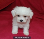 Bichon Maltes 300€ - mejor precio | unprecio.es