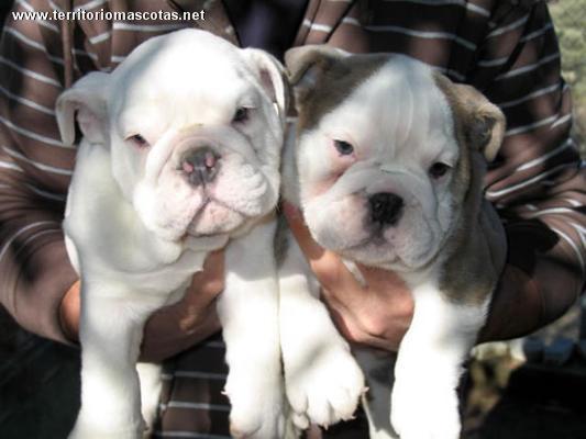 Cachorros de Bulldog Ingles y otras razas