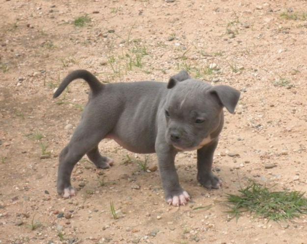 CAMADA DE AMERICAN BULLY