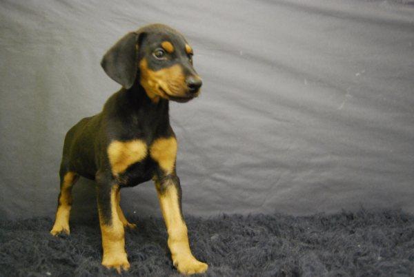 Criadero nacional de Doberman camada con dos meses de edad