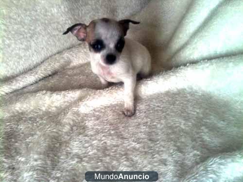 No se quede sin su chihuahua toy por navidad venga a por el.