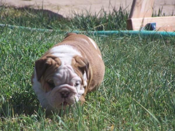 pedigree Inglés cachorro bull dog