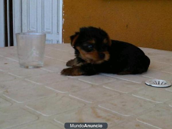 Yorkshire terrier cachorros preciosos