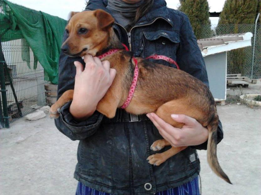 Adopta a Xena