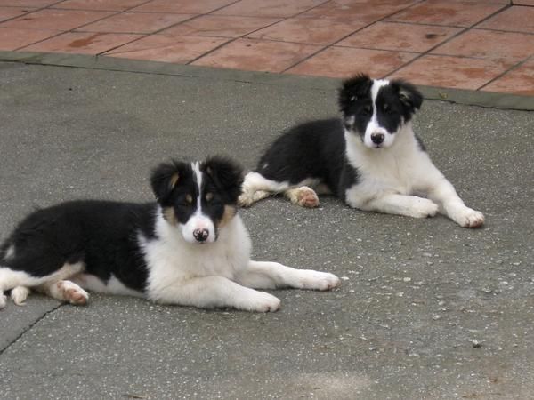 BORDER COLLIE (hembra)