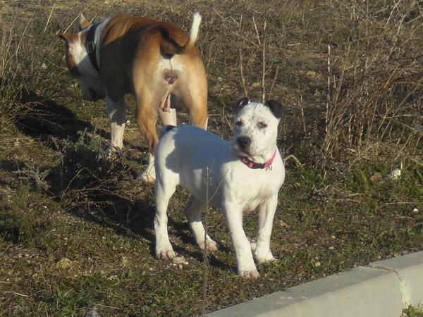 CACHORRA DE PITBULL BLANCA