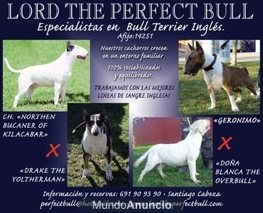 Cachorros de bull terrier.Criador especializado en bull terrier estandar