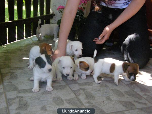 Ejemplares de Jack russell terrier listos para entregar