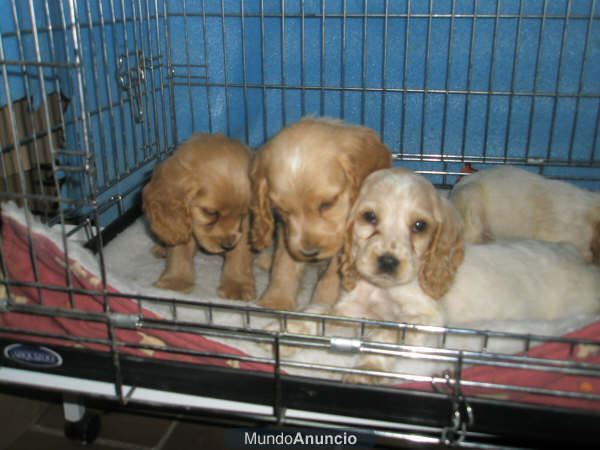 LINDOS CACHORROS DE COCKER INGLES A 300 EUROS