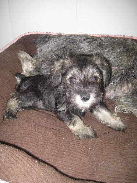 PRECIOSA CACHORRO SCHNAUZER MINIATURA SAL Y PIMIENTA