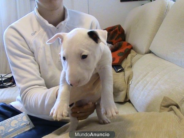 Se vende cachorro de Bull Terrier