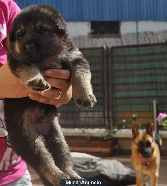 Venta de cachorros de Pastor Aleman