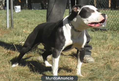 Cachorros  pitbull RB,defensa,guarda,compañia...Inmejorables