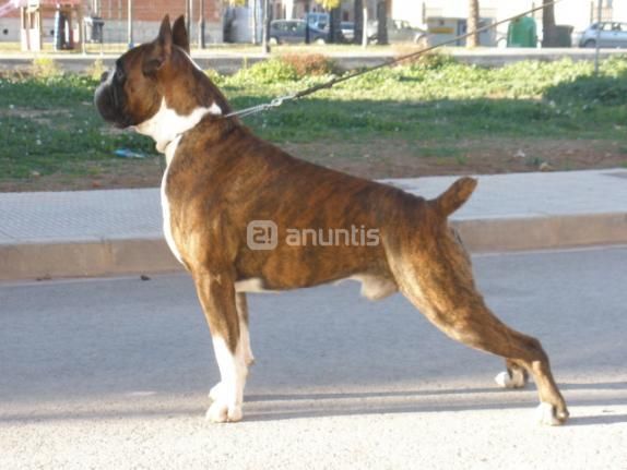 boxer campeones solo 300e