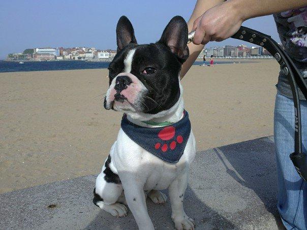 bulldog frances para monta con pedigree