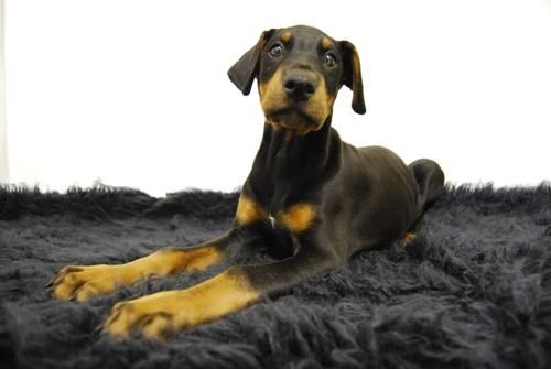 Cachorretes Doberman  _Liquidacion de perritos_ WWW.ANIMALFLOWER.COM _ Los mejores cachorritos del mercado