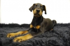 Cachorretes Doberman _Liquidacion de perritos_ WWW.ANIMALFLOWER.COM _ Los mejores cachorritos del mercado - mejor precio | unprecio.es