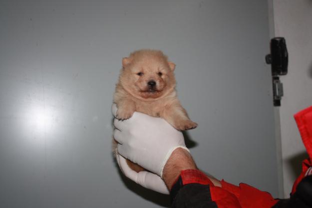 Cachorro de Pomerania