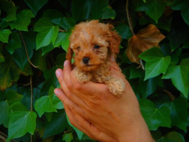 CACHORROS CANICHE TOY APRICOT