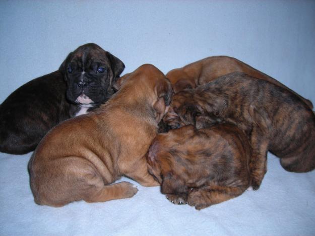 cachorros de boxer