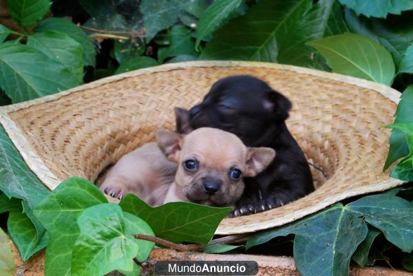 CACHORROS DE CHIHUAHUA TOY