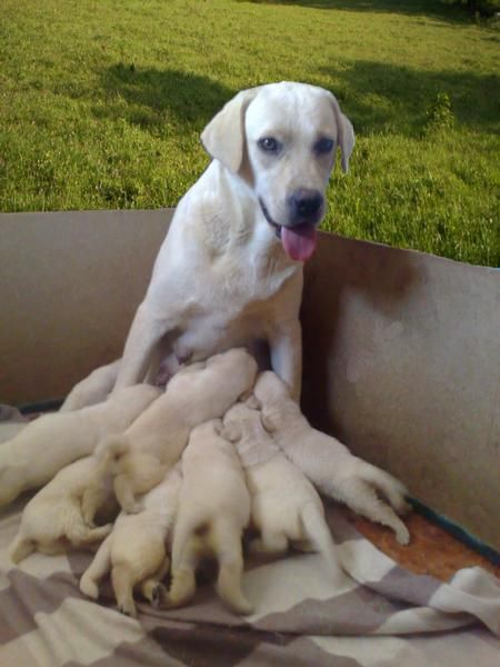 Cachorros de labrador