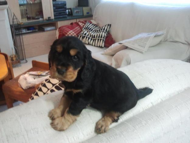 Cocker cachorros,pedigree,240eur.652325877