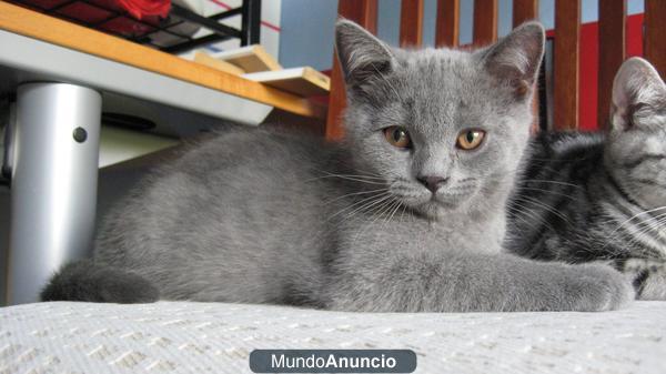 GATITOS BRITISH SHORTHAIR