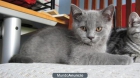 GATITOS BRITISH SHORTHAIR - mejor precio | unprecio.es