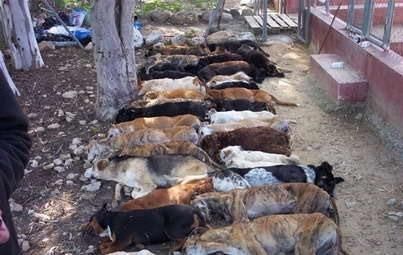 POR FAVOR NO COMPRES ANIMALES. LAS PROTECTORAS DE ANIMALES DE TODA ESPAÑA ESTAN SATURADAS. ADOPTA Y SALVA VIDAS. S.O.S.