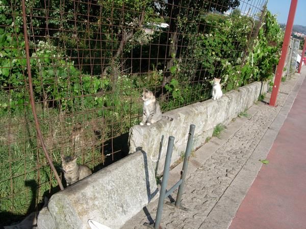 Se Regalan Gatitos de la Calle que cuidamos nosotras mismas