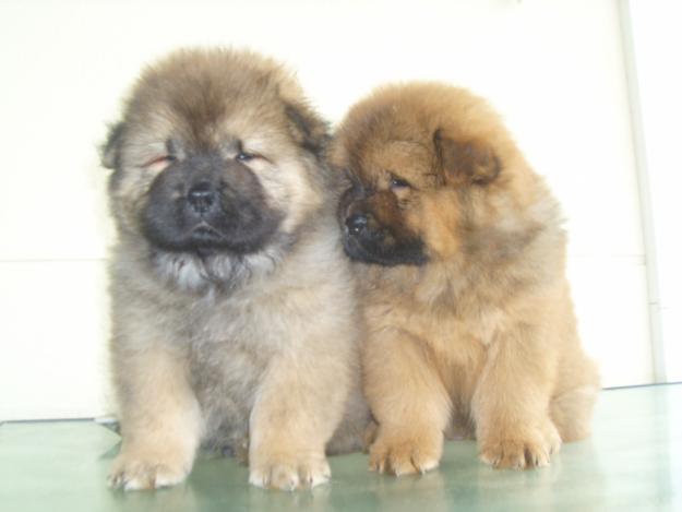 SE VENDEN EXCELENTES CACHORROS DE CHOW CHOW