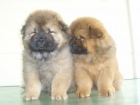 SE VENDEN EXCELENTES CACHORROS DE CHOW CHOW - mejor precio | unprecio.es