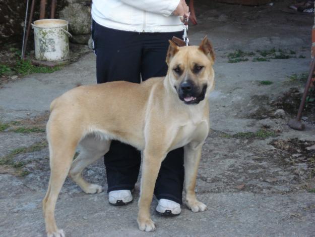 VENTA DE CACHORROS DE ALANO ESPAÑOL