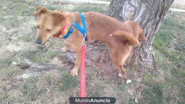 BERLÍN, mestizo de 2 años en adopción