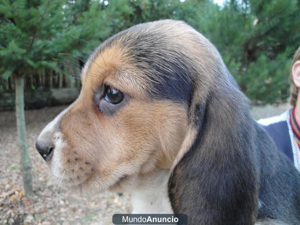 CACHORRAS BEAGLES TRICOLORES