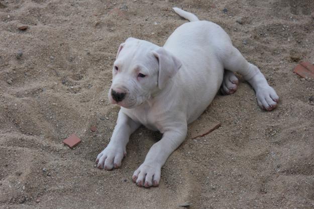 cachorros de dogo argentino