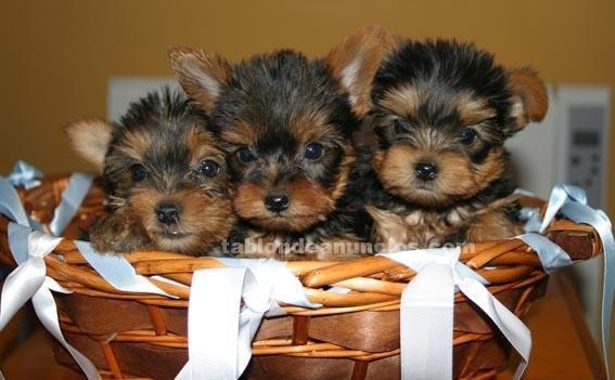 CACHORROS DE YORKSHIRE TOYS