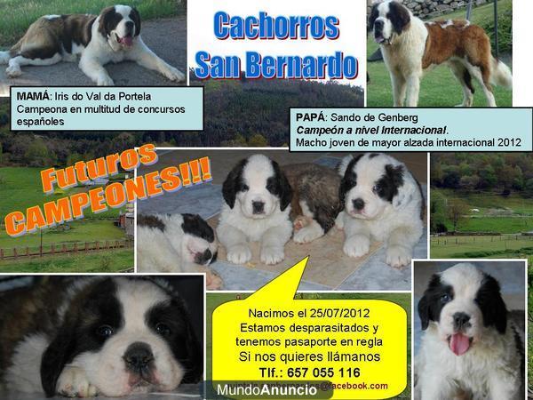 cachorros San Bernardo