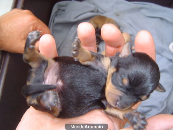 chihuahua ultima cachorrita en venta solo 250 euros.