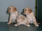 EXCEPCIONAL CAMADA DE GOLDEN RETRIEVER ULTIMOS CACHORROS 450 EUROS PEDIGREE Y GARANTIAS POR ESCRITO ENTREGA INMEDIATA - mejor precio | unprecio.es