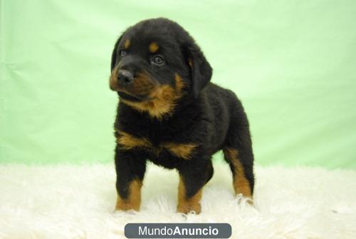 Rottweiler cachorros listos para entregar