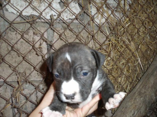 Vendo American Staffordshire Terrier