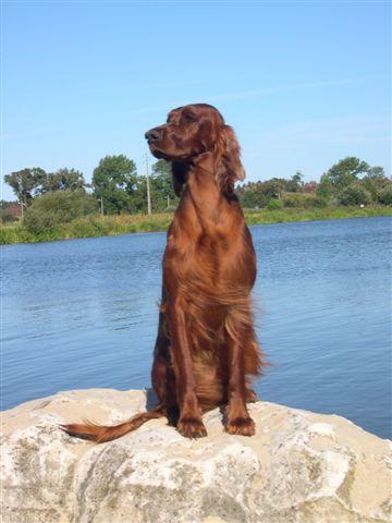 venta de setter irlandes